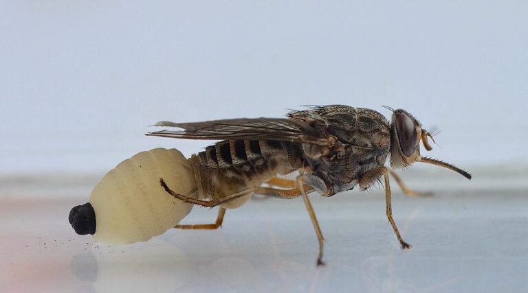 Meet the tsetse fly, the supermom of the insect world