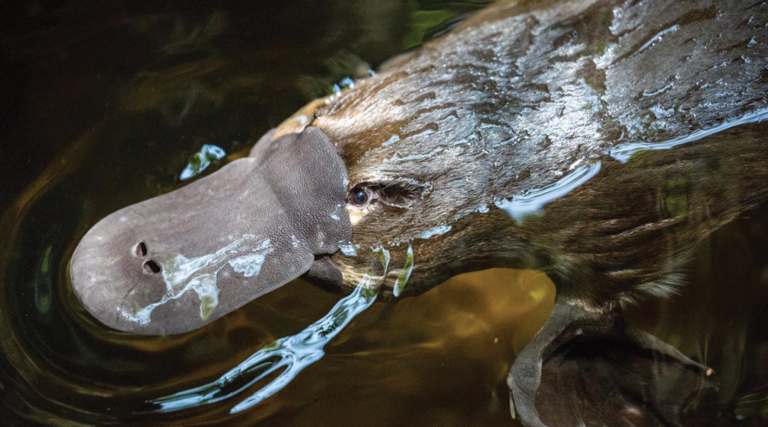 Scientists uncover that the platypus glows in the dead of night