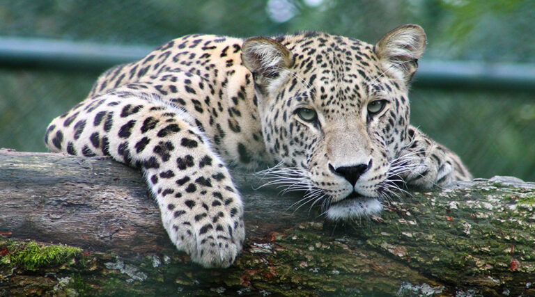 Detailed examine of the leopard genome finds stunning ranges of range