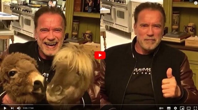 Arnold Schwarzenegger and his donkey. And a pony