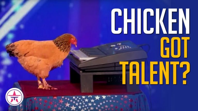 Chicken Playing Piano And SHOCKS Everyone on America’s Got Talent