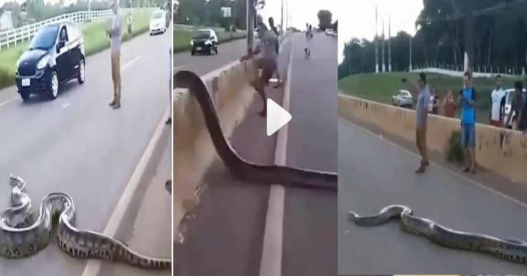 Giant Anaconda crossing road, video goes viral: Watch