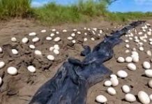 Farmer Discovers Mysterious Eggs in His Field What Hatches Leaves Him in Tears