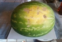 How to Pick the Perfect Watermelon: Simple Tips for Sweet Success