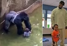 The Boy Who Tumbled Into a Gorilla Enclosure… and Was Gently Protected — Watch What Happened Next