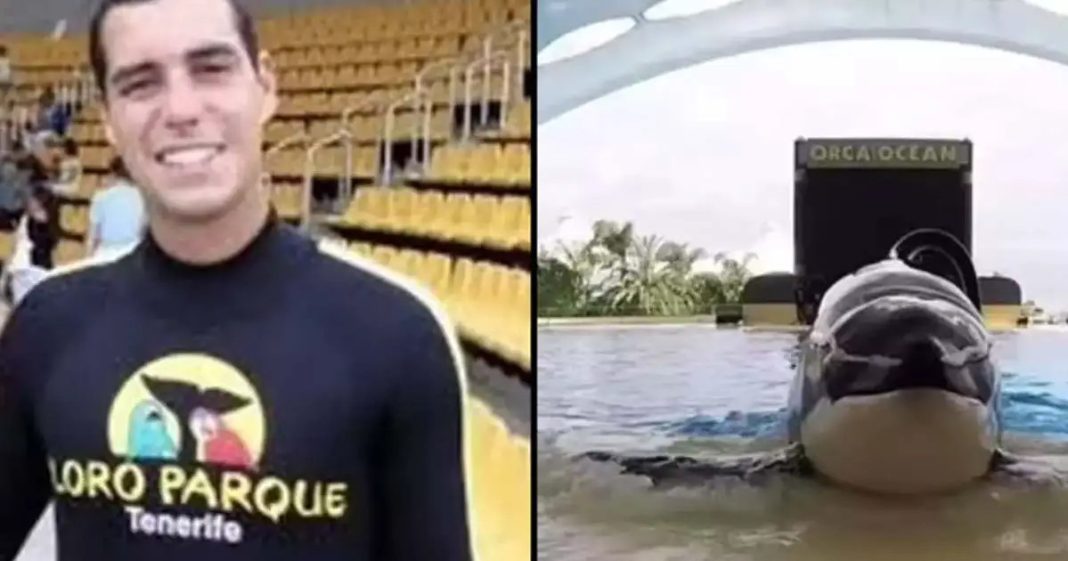 Footage shows SeaWorld trainer’s tragic death after brutal orca attack - featured image