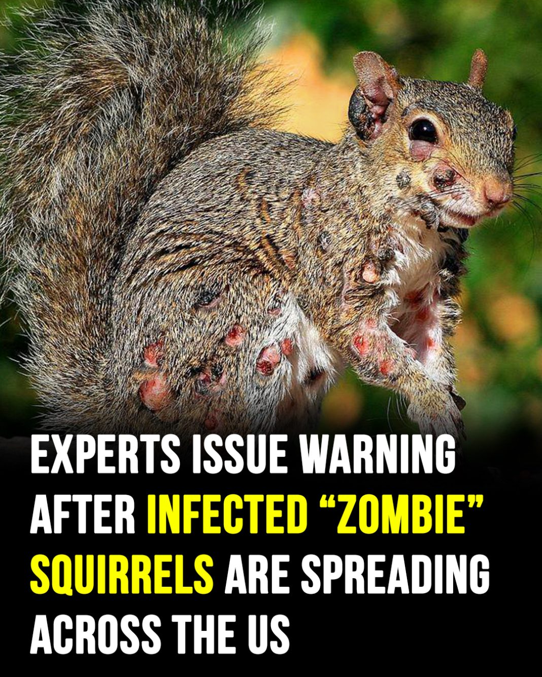 ‘Zombie Squirrels’ With Oozing Growths Are Scaring Homeowners Across the U.S. - featured image