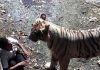 Chilling Final Moments Of Man Mauled To Death By 200kg Tiger After Jumping Into Zoo Pit Chilling Final Moments Of Man Mauled To Death By 200kg Tiger After Jumping Into Zoo Pit - featured image
