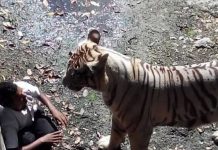 Chilling Final Moments Of Man Mauled To Death By 200kg Tiger After Jumping Into Zoo Pit Chilling Final Moments Of Man Mauled To Death By 200kg Tiger After Jumping Into Zoo Pit - featured image