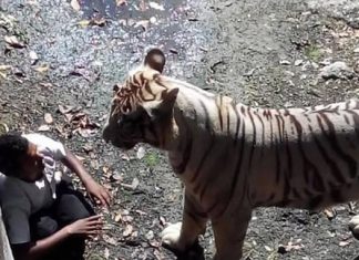 Chilling Final Moments Of Man Mauled To Death By 200kg Tiger After Jumping Into Zoo Pit Chilling Final Moments Of Man Mauled To Death By 200kg Tiger After Jumping Into Zoo Pit - featured image