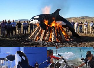 From “Ocean Killer” to Blazing Pyre: The Shocking Photo That Unveils a Dark Secret From “Ocean Killer” to Blazing Pyre: The Shocking Photo That Unveils a Dark Secret - featured image