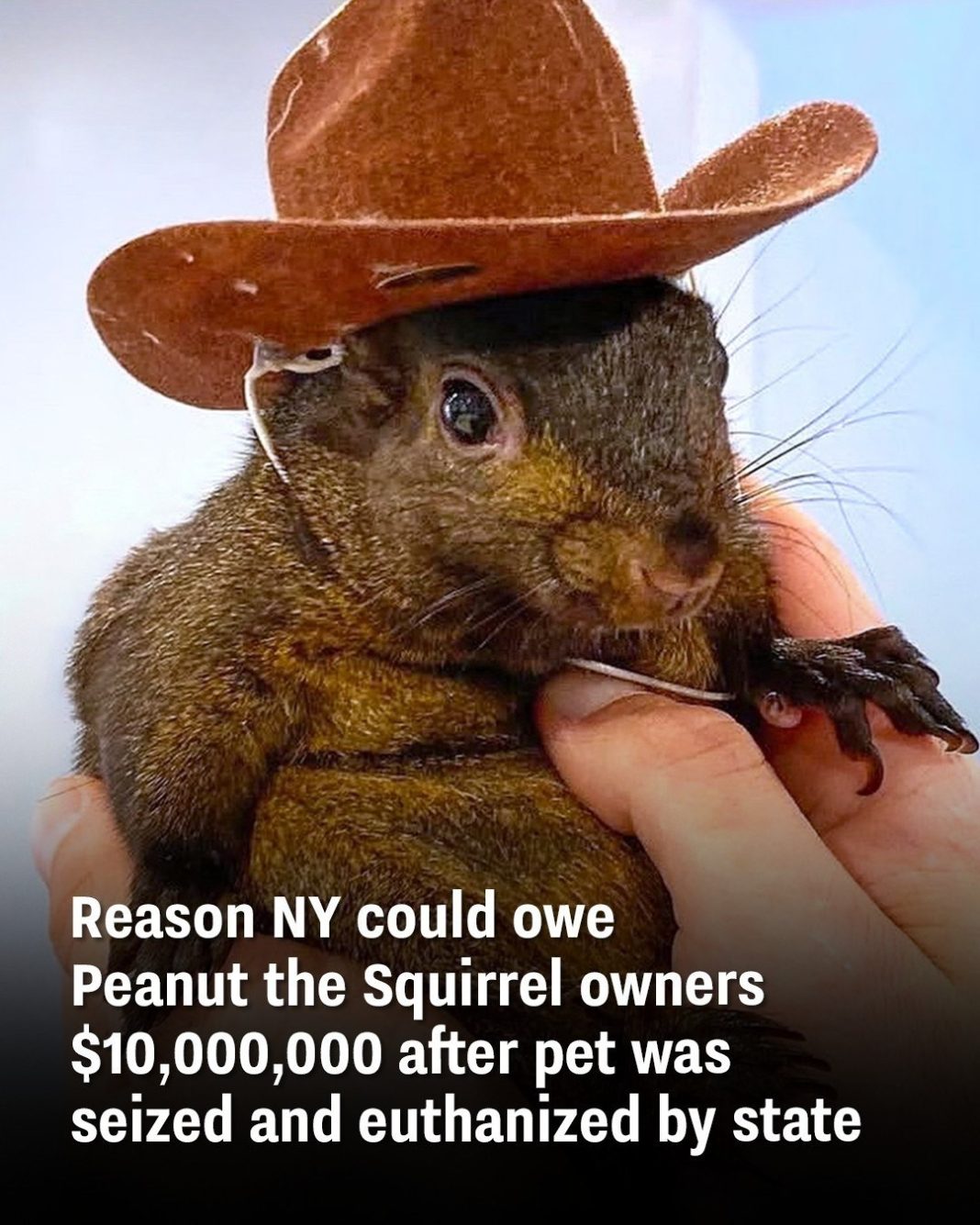 Reason NY could owe Peanut the Squirrel owners $10,000,000 after pet was seized and euthanized by state - featured image