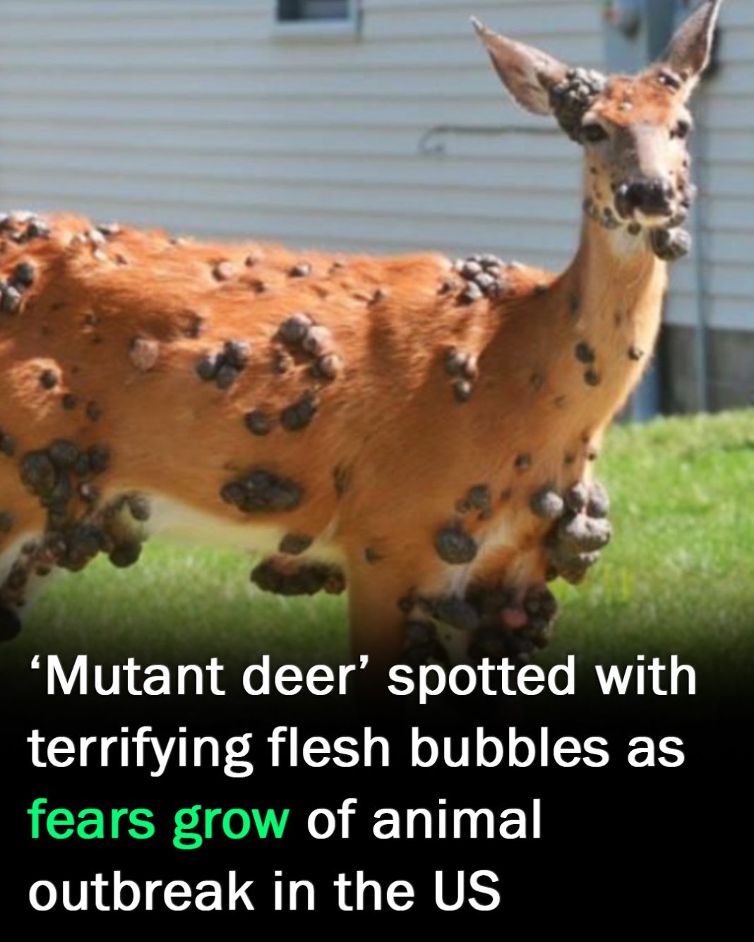 ‘Mutant deer’ with bubble skin sparks outbreak fears in US - featured image