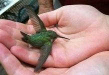 Did You Know That If a Hummingbird Comes to Your Home, It Means Something Special? Did You Know That If a Hummingbird Comes to Your Home, It Means Something Special? - featured image