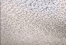 Winter Invasion: Stunning Bird Murmurations Dazzle Tourists, Frustrate Locals Winter Invasion: Stunning Bird Murmurations Dazzle Tourists, Frustrate Locals - featured image