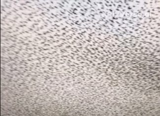 Winter Invasion: Stunning Bird Murmurations Dazzle Tourists, Frustrate Locals Winter Invasion: Stunning Bird Murmurations Dazzle Tourists, Frustrate Locals - featured image
