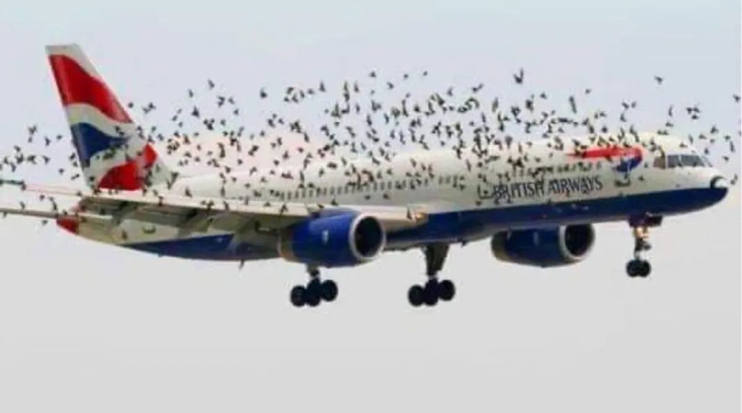 Pilot Left in Awe After Discovering the Reason Birds Were Flying Beside His Plane - featured image