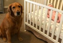 Our Dog Barked Constantly at the Nanny — What the Camera Revealed Changed Everything Our Dog Barked Constantly at the Nanny — What the Camera Revealed Changed Everything - featured image