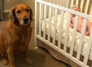 Our Dog Barked Constantly at the Nanny — What the Camera Revealed Changed Everything Our Dog Barked Constantly at the Nanny — What the Camera Revealed Changed Everything - featured image