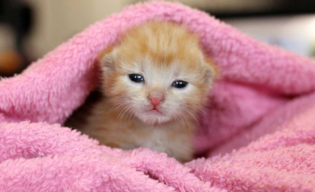 A police officer discovered a tiny kitten, but when he watched the security footage, his smile faded - featured image