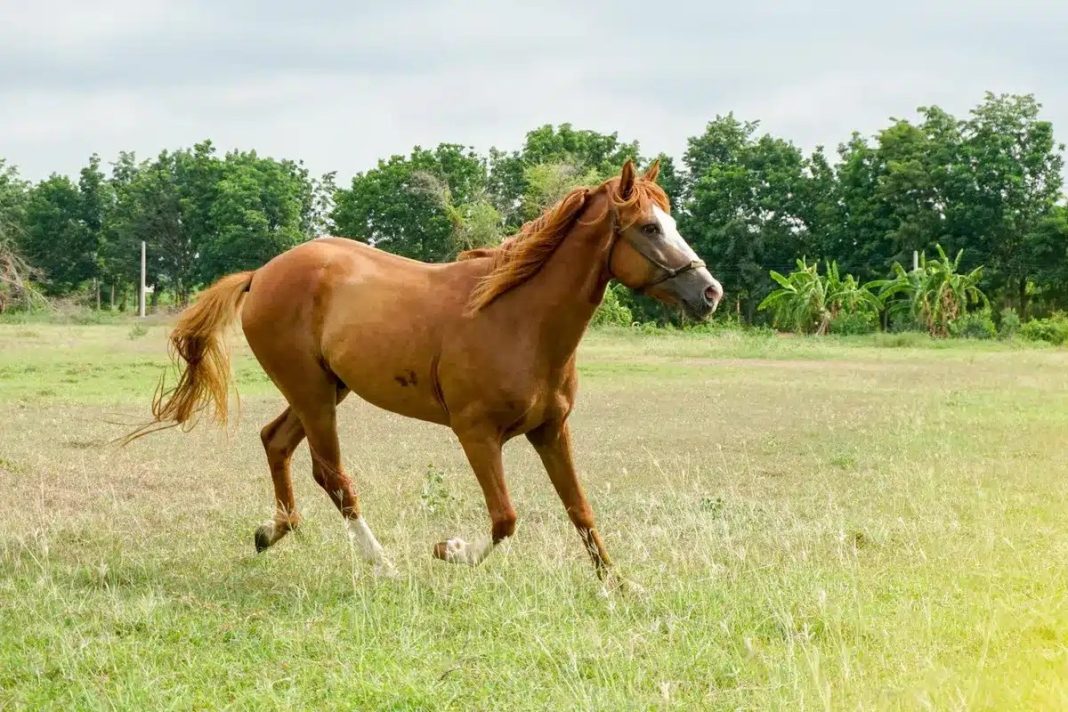 A Horse Emerged From the Woods During His Funeral—When It Touched the Coffin, Everyone Froze - featured image