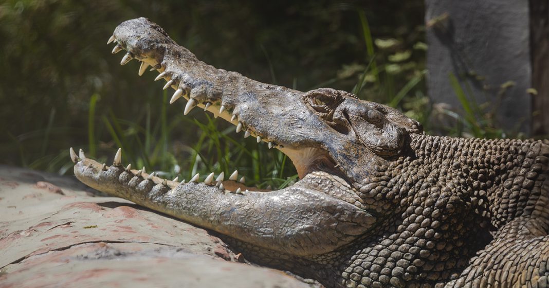 Tourist’s selfie stunt in crocodile enclosure takes deadly turn - featured image