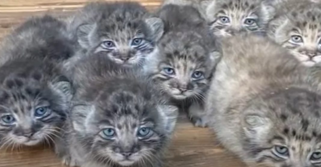 Pysu Farmer found abandoned kittens but turns out they cost a fortune.. - featured image