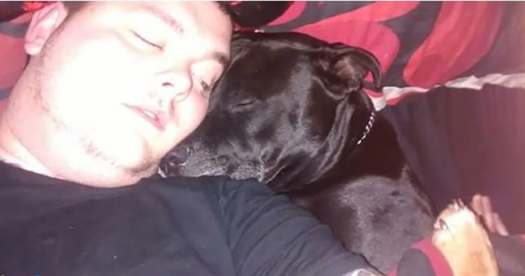 Geo the dog sensed something was wrong and saved a life - featured image