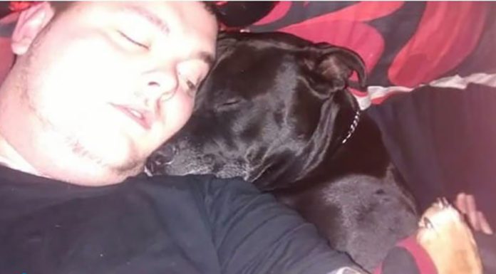 Geo the dog sensed something was wrong and saved a life Geo the dog sensed something was wrong and saved a life - featured image