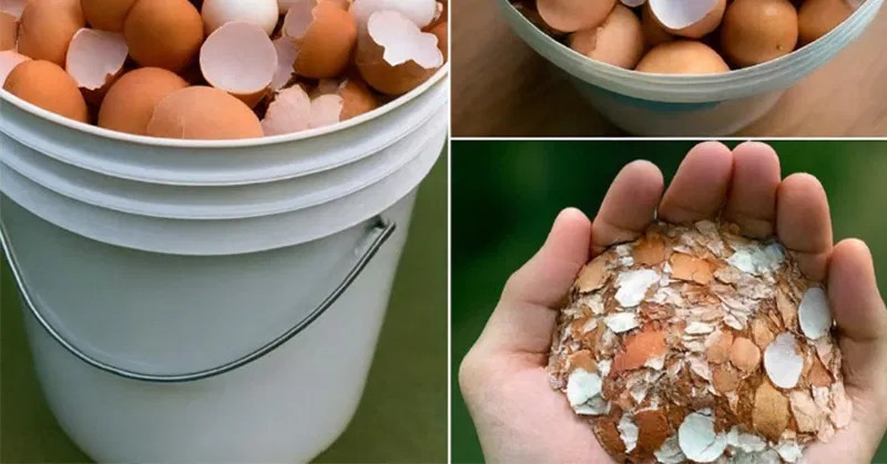 Boil eggshells and say goodbye to the … - featured image Boil eggshells and say goodbye to the … - featured image