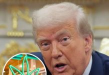 Federal Drug Policy Discussions Signal Potential Shift in Cannabis Classification Federal Drug Policy Discussions Signal Potential Shift in Cannabis Classification - featured image