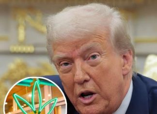 Federal Drug Policy Discussions Signal Potential Shift in Cannabis Classification Federal Drug Policy Discussions Signal Potential Shift in Cannabis Classification - featured image