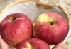 Nutrition Experts Reveal Surprising Health Benefits of Eating Apples Nutrition Experts Reveal Surprising Health Benefits of Eating Apples - featured image