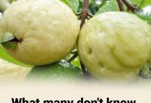 Doctors reveal that if you have this fruit in your house, you have a treasure. Here I tell you why and how to eat. See more Doctors reveal that if you have this fruit in your house, you have a treasure. Here I tell you why and how to eat. See more - featured image