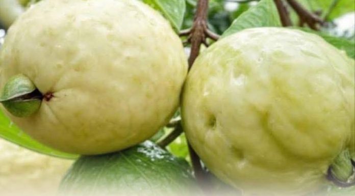 Doctors reveal that if you have this fruit in your house, you have a treasure. Here I tell you why and how to eat. See more Doctors reveal that if you have this fruit in your house, you have a treasure. Here I tell you why and how to eat. See more - featured image