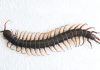 Why You Should Never Kill A House Centipede Inside Your House Again Why You Should Never Kill A House Centipede Inside Your House Again - featured image