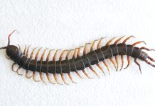 Why You Should Never Kill A House Centipede Inside Your House Again Why You Should Never Kill A House Centipede Inside Your House Again - featured image