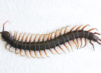 Why You Should Never Kill A House Centipede Inside Your House Again Why You Should Never Kill A House Centipede Inside Your House Again - featured image