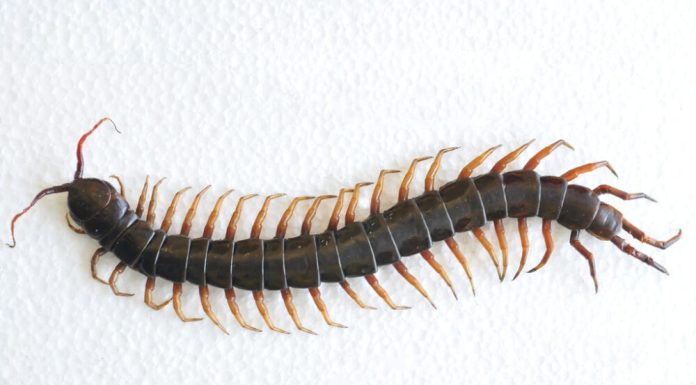 Why You Should Never Kill A House Centipede Inside Your House Again Why You Should Never Kill A House Centipede Inside Your House Again - featured image