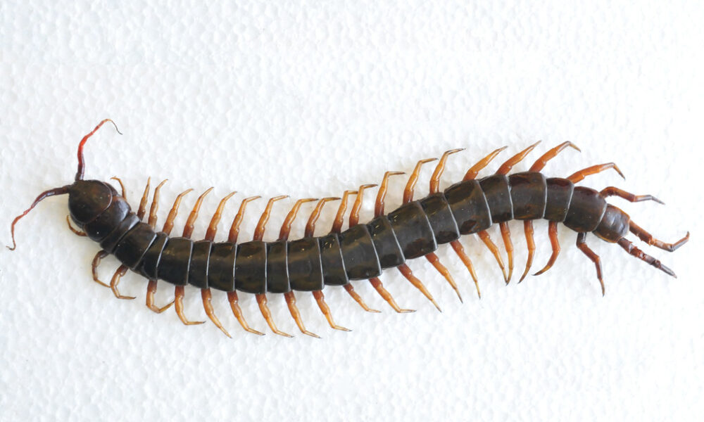 Why You Should Never Kill A House Centipede Inside Your House Again - featured image Why You Should Never Kill A House Centipede Inside Your House Again - featured image