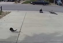 A Camera Was Set Up To Watch A Disabled Cat — No One Expected What It Would Capture A Camera Was Set Up To Watch A Disabled Cat — No One Expected What It Would Capture - featured image