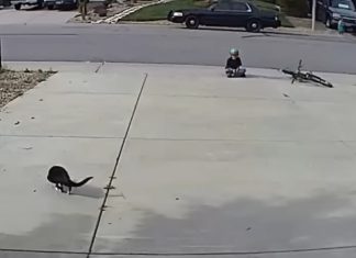 A Camera Was Set Up To Watch A Disabled Cat — No One Expected What It Would Capture A Camera Was Set Up To Watch A Disabled Cat — No One Expected What It Would Capture - featured image