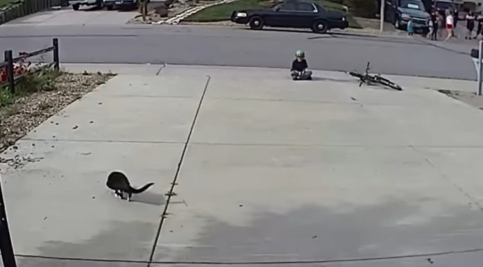 A Camera Was Set Up To Watch A Disabled Cat — No One Expected What It Would Capture A Camera Was Set Up To Watch A Disabled Cat — No One Expected What It Would Capture - featured image