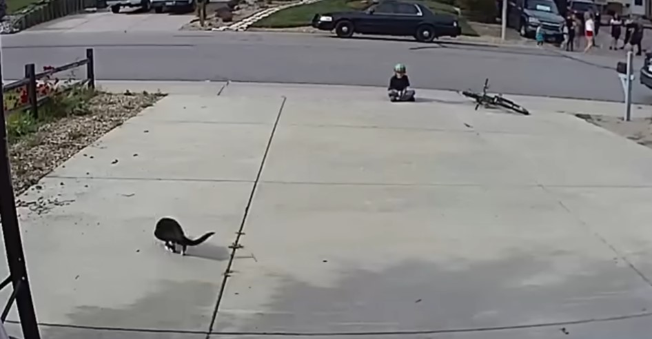 A Camera Was Set Up To Watch A Disabled Cat — No One Expected What It Would Capture - featured image A Camera Was Set Up To Watch A Disabled Cat — No One Expected What It Would Capture - featured image