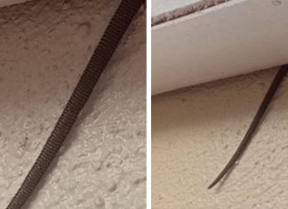 Online user finds creepy object hanging from ceiling Online user finds creepy object hanging from ceiling - featured image