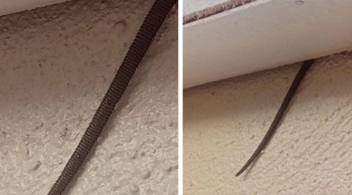 Online user finds creepy object hanging from ceiling Online user finds creepy object hanging from ceiling - featured image