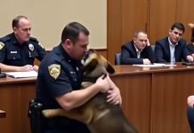 Heartfelt Goodbye: Soldier Parts Ways with Beloved K9 Companion Heartfelt Goodbye: Soldier Parts Ways with Beloved K9 Companion - featured image