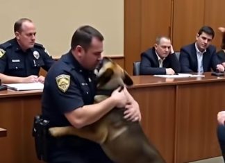 Heartfelt Goodbye: Soldier Parts Ways with Beloved K9 Companion Heartfelt Goodbye: Soldier Parts Ways with Beloved K9 Companion - featured image