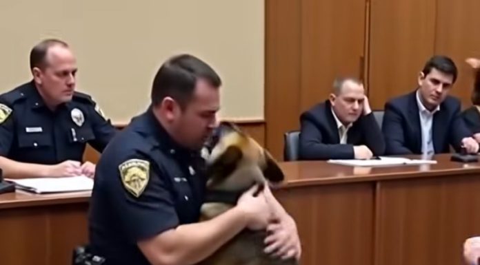 Heartfelt Goodbye: Soldier Parts Ways with Beloved K9 Companion Heartfelt Goodbye: Soldier Parts Ways with Beloved K9 Companion - featured image