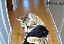 Cat Brings Home Puppies — Then a Policeman Knocks at the Door Cat Brings Home Puppies — Then a Policeman Knocks at the Door - featured image
